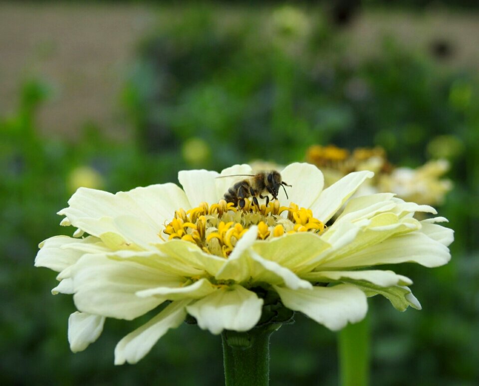 Yellow flower bee