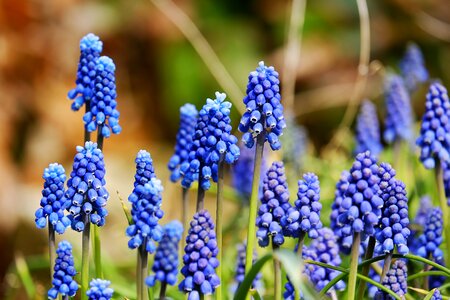 Flower blue ornamental plant photo