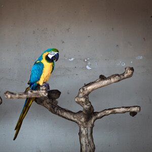 Colorful animal plumage photo