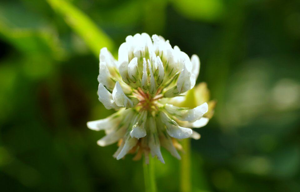 Flower macro single