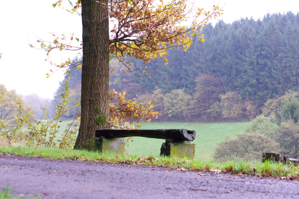 Nature forest benches photo