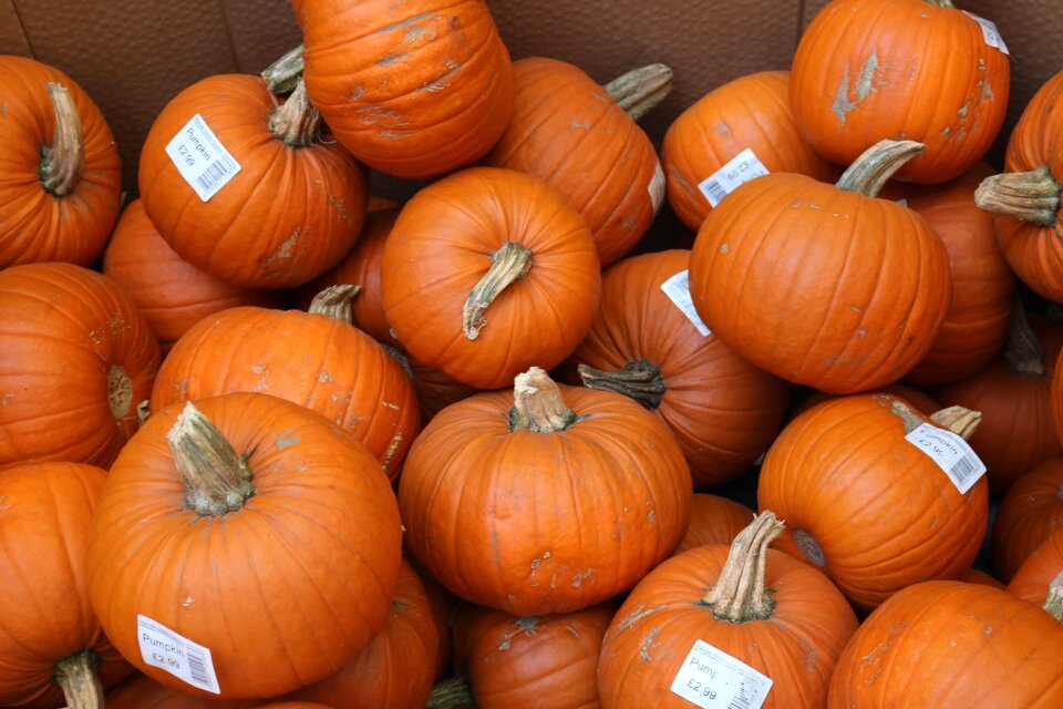 Vegetable autumn fall