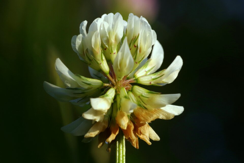 Flower macro single photo