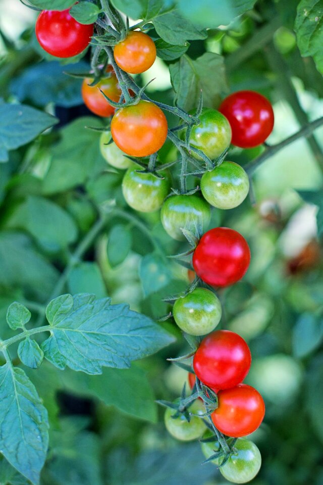 Red food vegetable