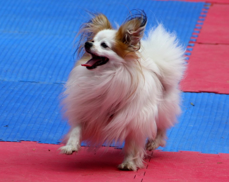 Bavaria Dog 2011 006