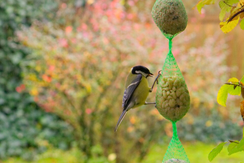 Nature garden animal