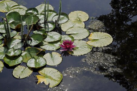 Pink water lily aquatic plant park photo