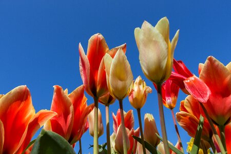 Tulip summer bright photo