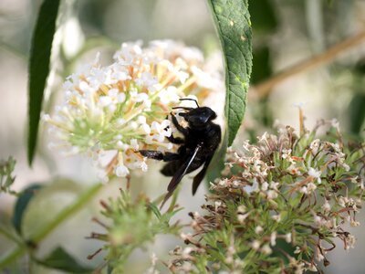 Houtbij zwartblauwe flower