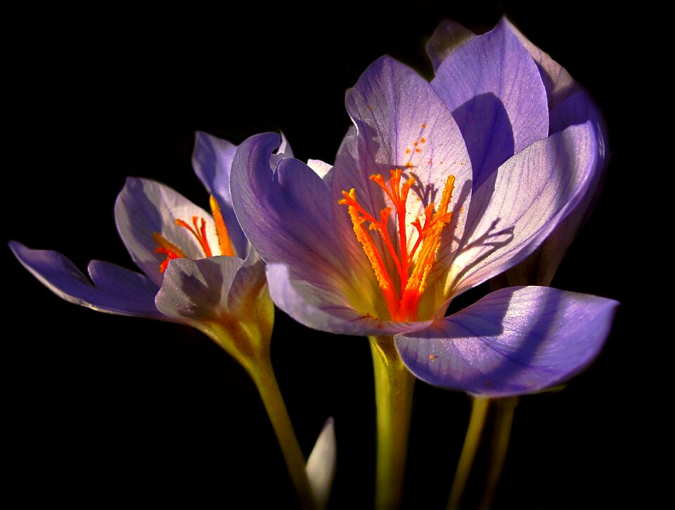Night summer flower