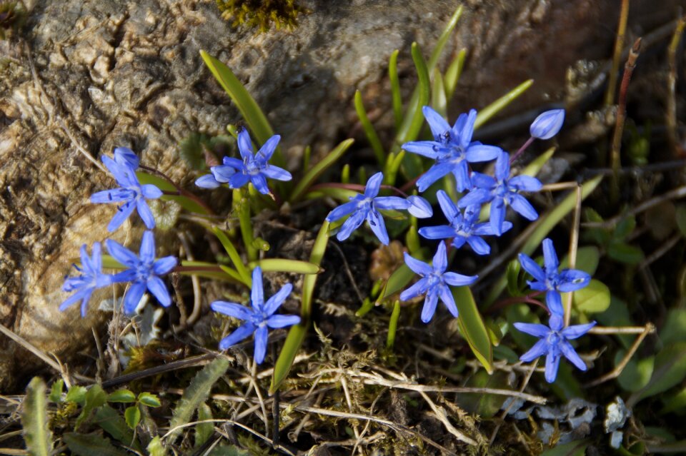 Bloom flowers spring