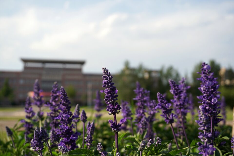 Grassland lavender campus