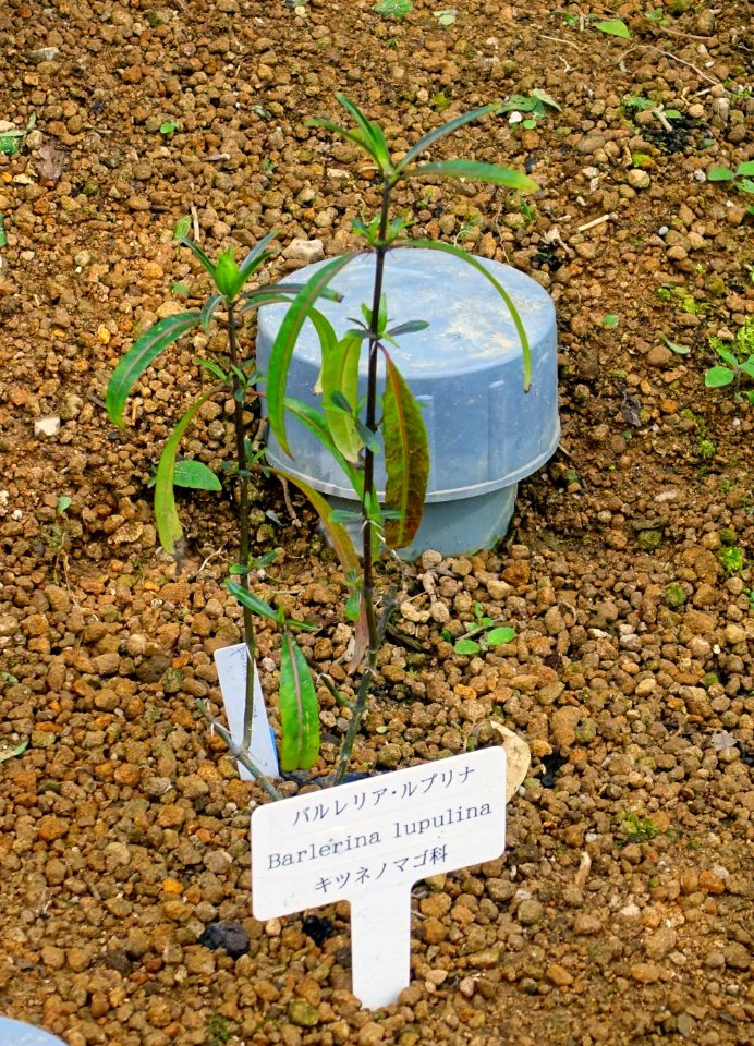 Barleria lupulina - Shinjuku Gyo-en Greenhouse - Tokyo, Japan - DSC05772