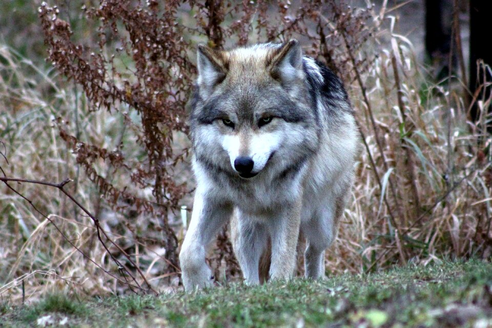 Wild nature canine photo