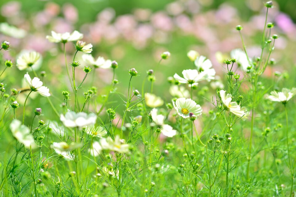 Natural autumn green