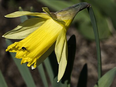 Nature petal garden