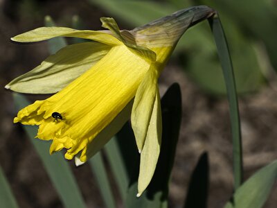 Nature petal garden photo