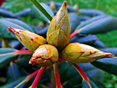 Blooms nature plant