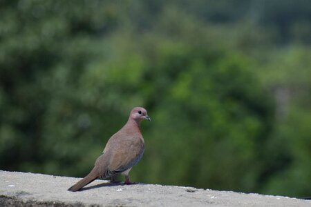 Brown dove bird green morning photo