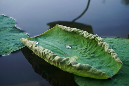 Lotus leaf water drops lake