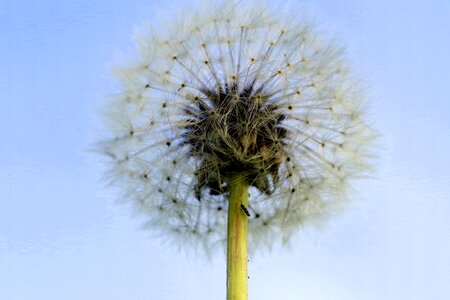 Seeds plant sky photo