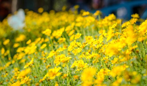 Nature garden fresh photo