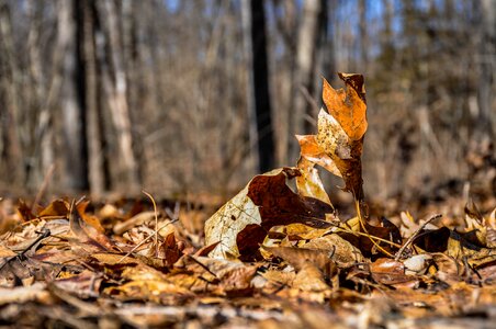 Fall outdoors leaf photo