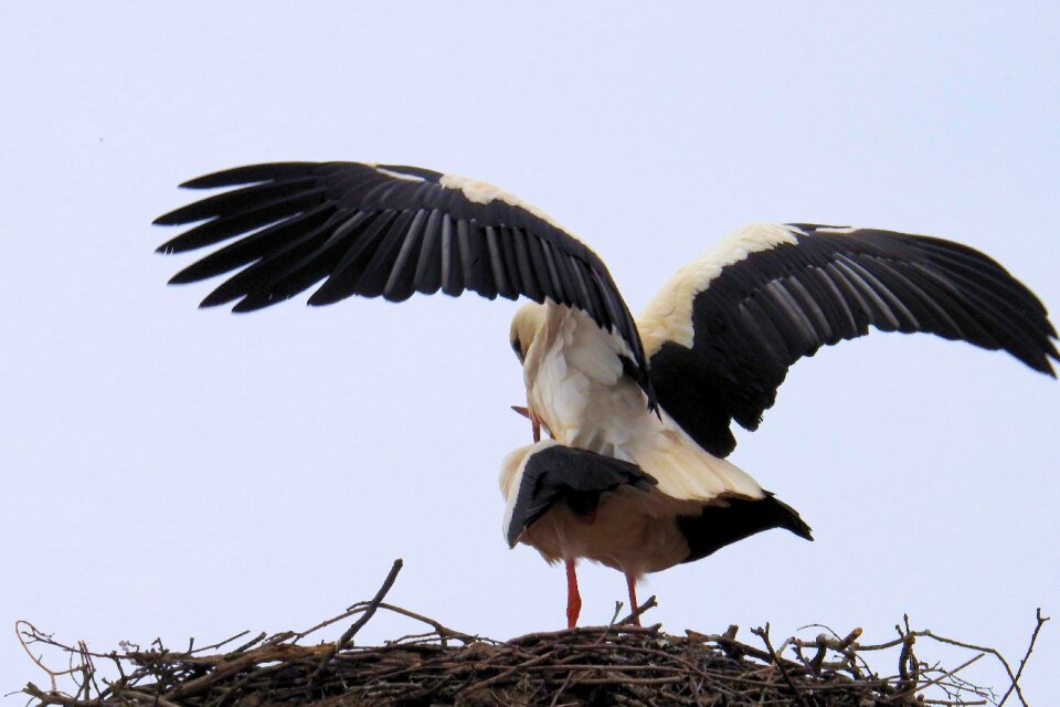 Animal feather stork