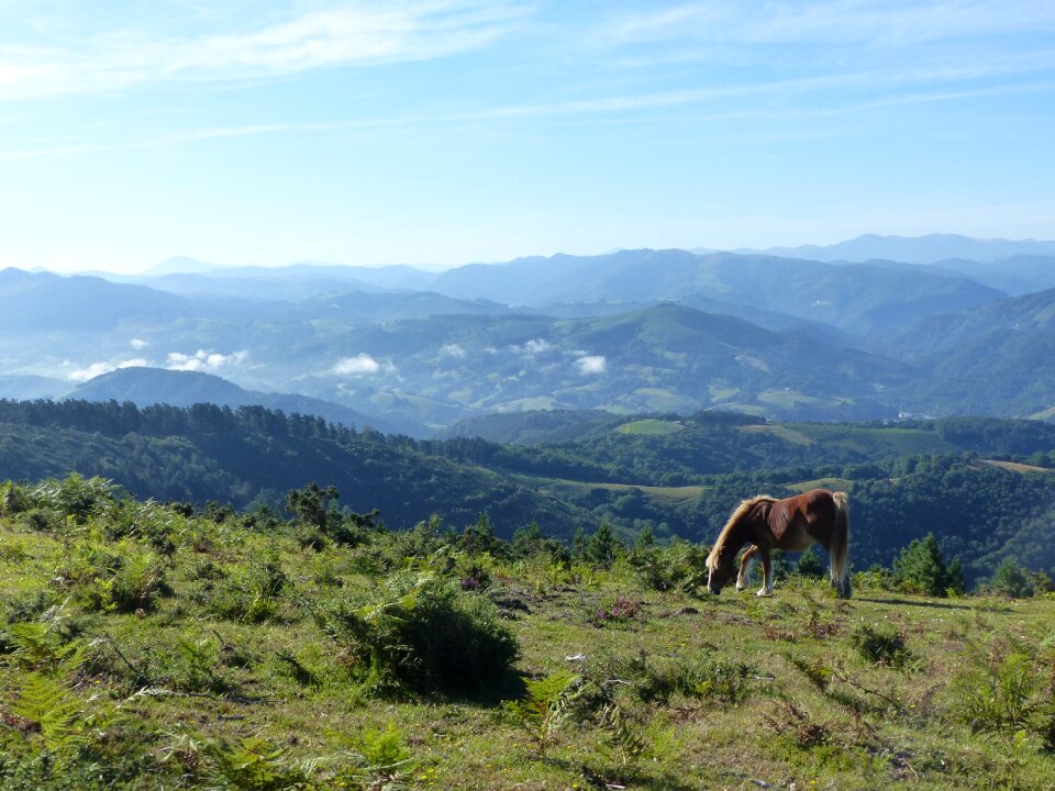 Hiking pyrénées animal photo