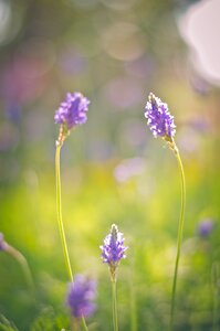 Garden fresh summer flower photo