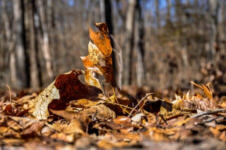 Tree outdoors leaf photo