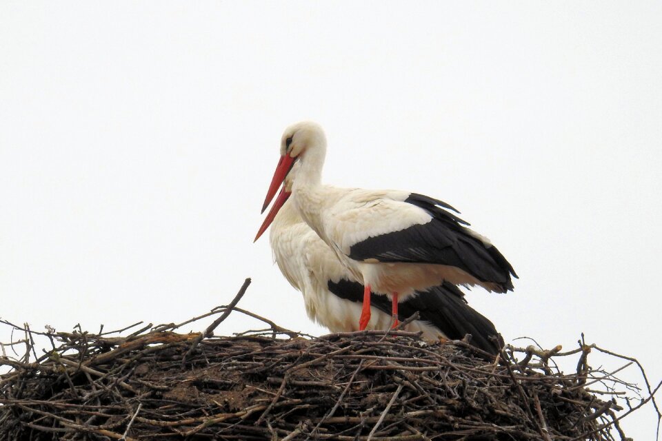 Nature bill stork