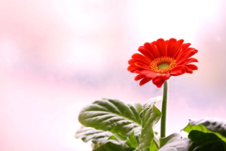 Gerbera flower room plant