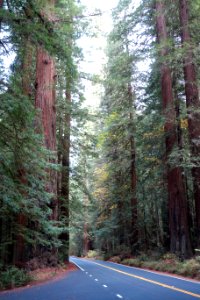 Avenue of the Giants - Humboldt Redwoods State Park - DSC02376