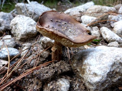 Amanita-porphyria-1