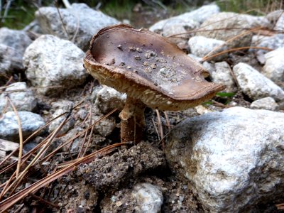 Amanita-porphyria-1 photo