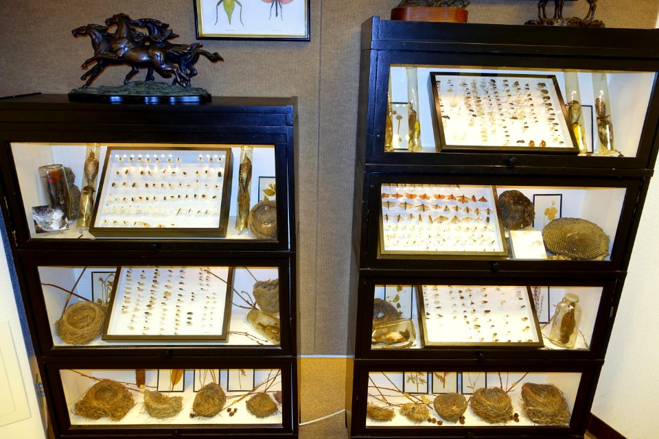 Insects, bird nests, and birds in bottles - Mount Angel Abbey Museum - Mount Angel Abbey - Mount Angel, Oregon - DSC00073