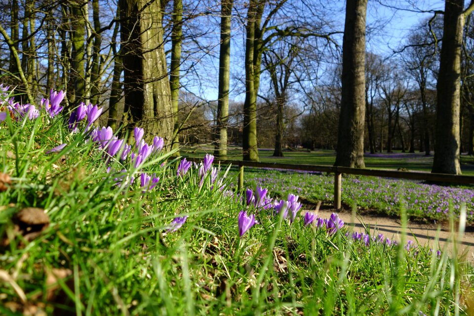 Crocus blossom festival husum castle park crocus