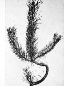 Insecten, beschadigingen, dennenlotrups, Bestanddeelnr 193-0212
