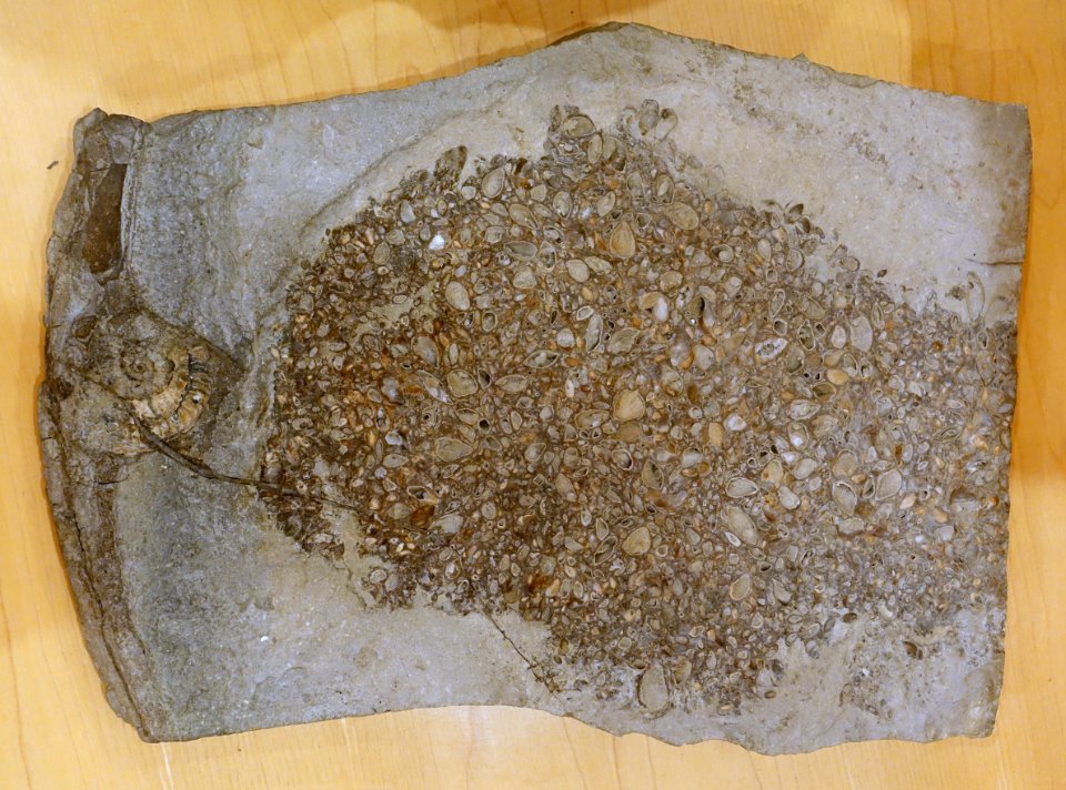 Inoceramus dubius - Naturhistorisches Museum, Braunschweig, Germany - DSC05246
