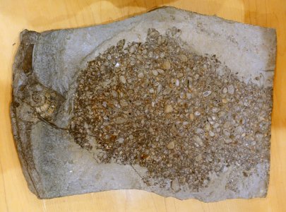Inoceramus dubius - Naturhistorisches Museum, Braunschweig, Germany - DSC05246