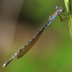 Indolestes peregrinus(Female,Japan,2018.06.07)
