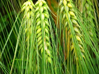 Field the cultivation of agriculture photo