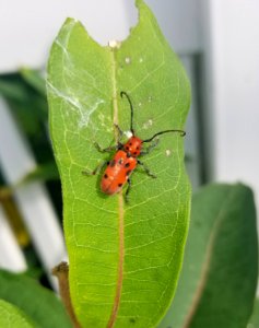 Insect - Arlington, MA