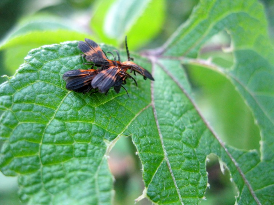 Insect near Sabalito Costa Rica32