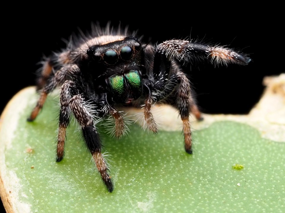 Immature male Phidippus regius 111564747
