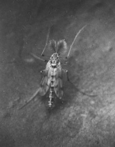 Insecten, beschadigingen, chimorus plumosus, Bestanddeelnr 194-0541