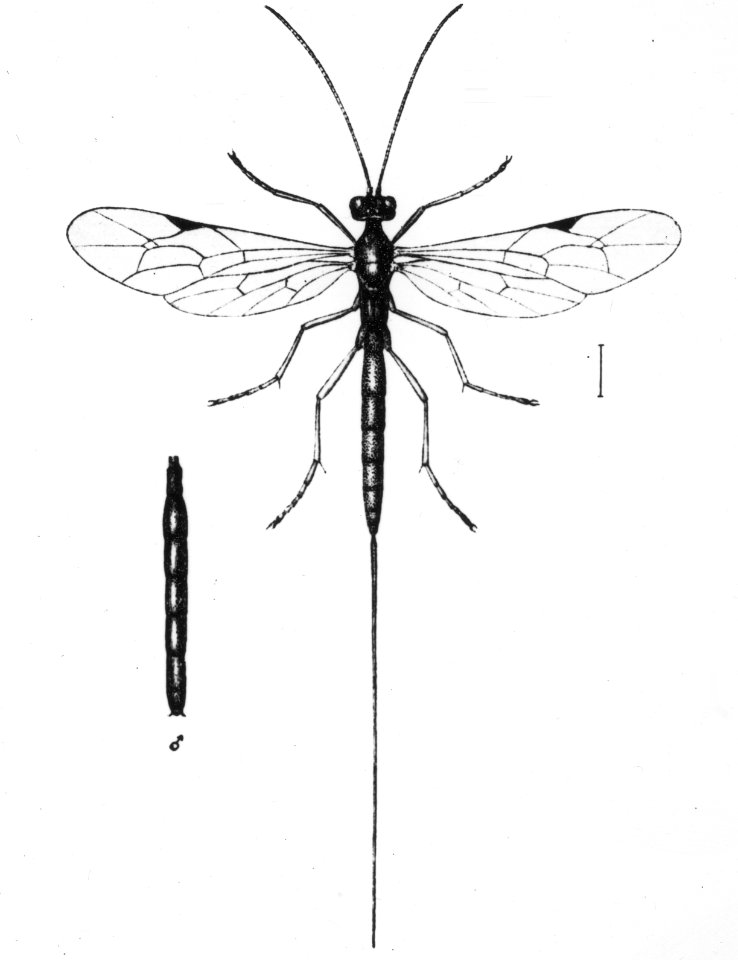 Insecten, beschadigingen, ephialtes glabratus ratz, Bestanddeelnr 194-0515