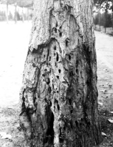 Insecten, beschadigingen, bomen, rode wilgenhoutrups, populier, Bestanddeelnr 193-0176