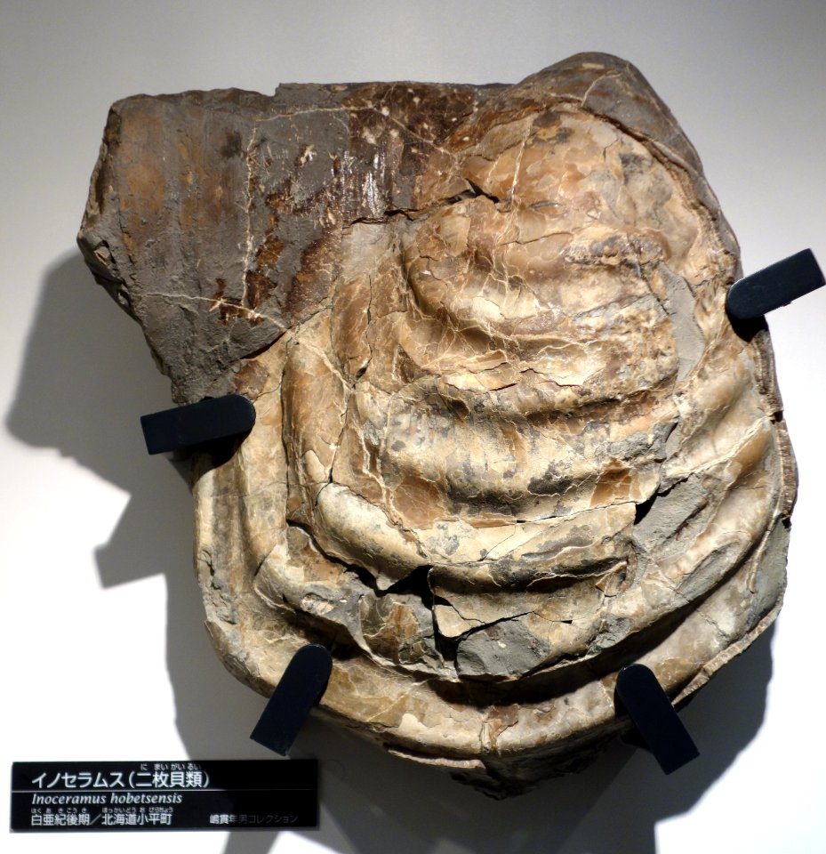 Inoceramus hobetsensis - National Museum of Nature and Science, Tokyo - DSC06954